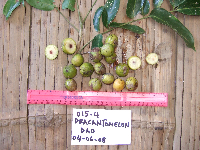 Dracontomelon dao image