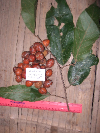 Microcos grandiflora image