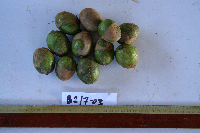 Spondias dulcis image