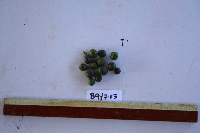 Dracontomelon dao image