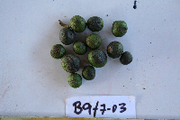 Dracontomelon dao image