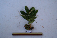 Dracontomelon dao image