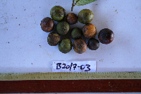 Dracontomelon dao image