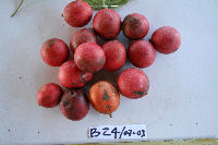 Macrococculus pomiferus image