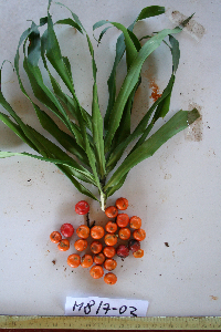 Dracaena angustifolia image