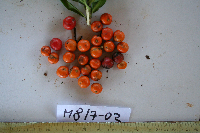 Dracaena angustifolia image