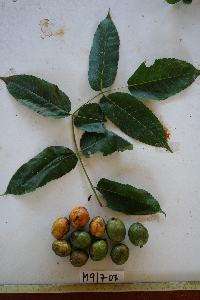 Garuga floribunda image