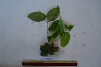 Gonocaryum litorale image