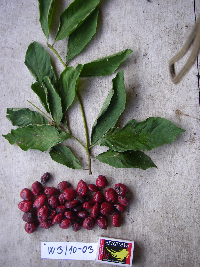 Terminalia microcarpa image