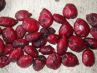 Terminalia microcarpa image