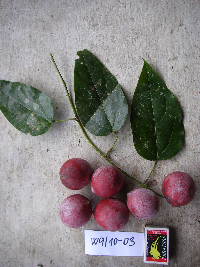 Image Associated With the Occurrence