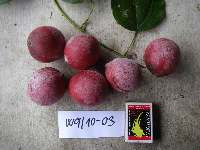 Chlaenandra ovata image