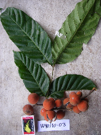 Image Associated With the Occurrence