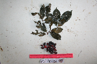 Terminalia microcarpa image