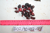 Terminalia microcarpa image