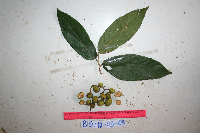 Microcos grandiflora image