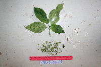 thumbnail image of current specimen
