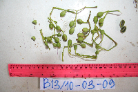 thumbnail image of current specimen