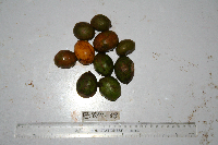 Spondias dulcis image