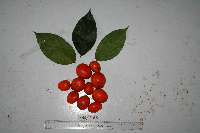 Gonocaryum litorale image