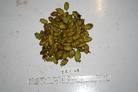 Millettia pinnata image