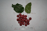 Macrococculus pomiferus image