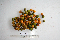 Spondias dulcis image