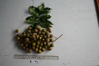 Dracontomelon dao image