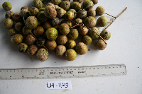 Dracontomelon dao image