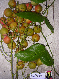 Image Associated With the Occurrence