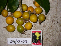 Ternstroemia cherryi image