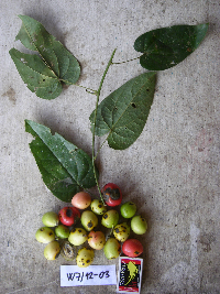 Image Associated With the Occurrence