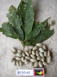 Image Associated With the Occurrence