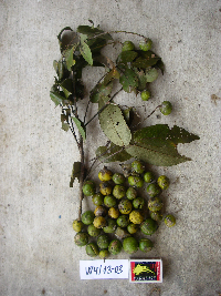 Image Associated With the Occurrence