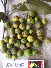 Dracontomelon dao image