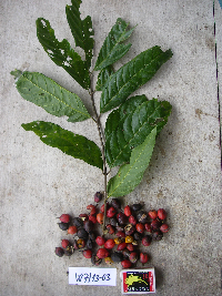 Image Associated With the Occurrence