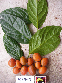 Gonocaryum litorale image