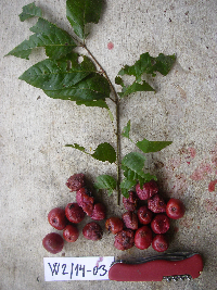 Image Associated With the Occurrence