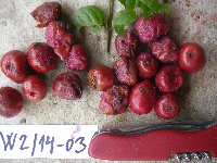 Syzygium gonatanthum image