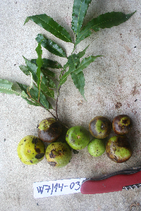 Image Associated With the Occurrence