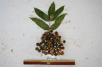 Dracontomelon dao image