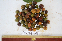 Dracontomelon dao image