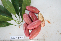 Lepiniopsis ternatensis image