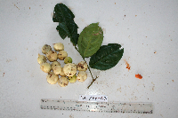 Gonocaryum litorale image