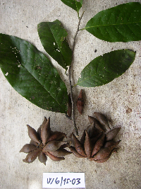 Image Associated With the Occurrence