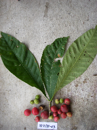 Image Associated With the Occurrence