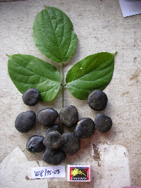 Image of Mucuna bennettii