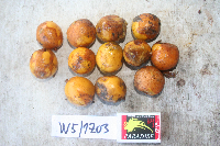 Image Associated With the Occurrence