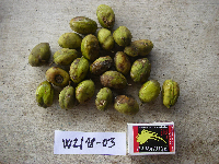 Millettia pinnata image