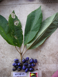 Gmelina moluccana image